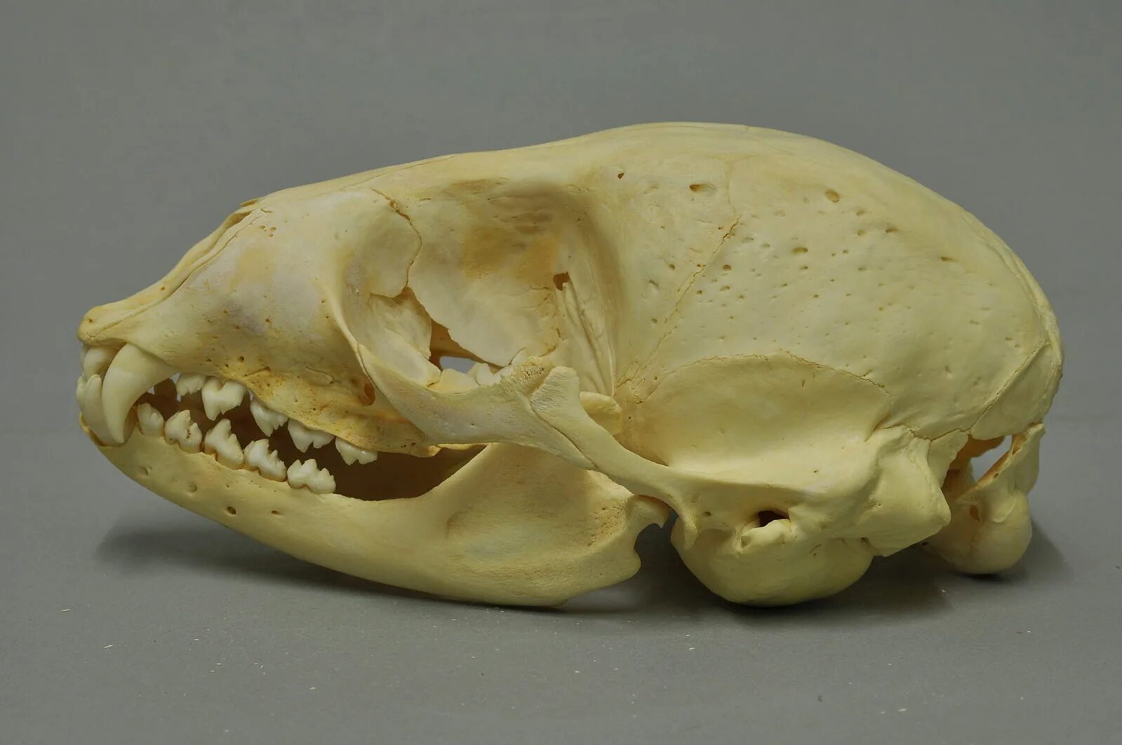 Зубы тюленя. Череп Байкальской нерпы. Череп отряда ластоногие. Зубная система ластоногих.