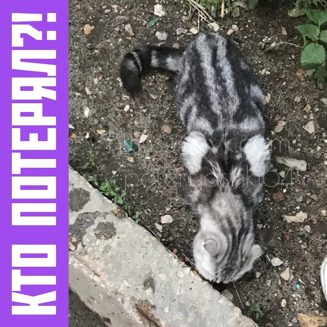 Кошки потеряшки город Саратов. Потеряшки Саратова собаки заводской район. Потеряшки Сергиевский район. Пропал кот заводской район Саратов