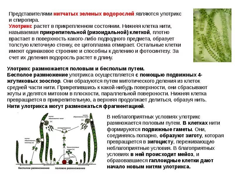 Строение нитчатых водорослей 7 класс. Цикл развития водоросли улотрикс. жизненный цикл зеленых водорослей улотрикс. нитчатый таллом улотрикса. жизненный цикл улотрикса схема.