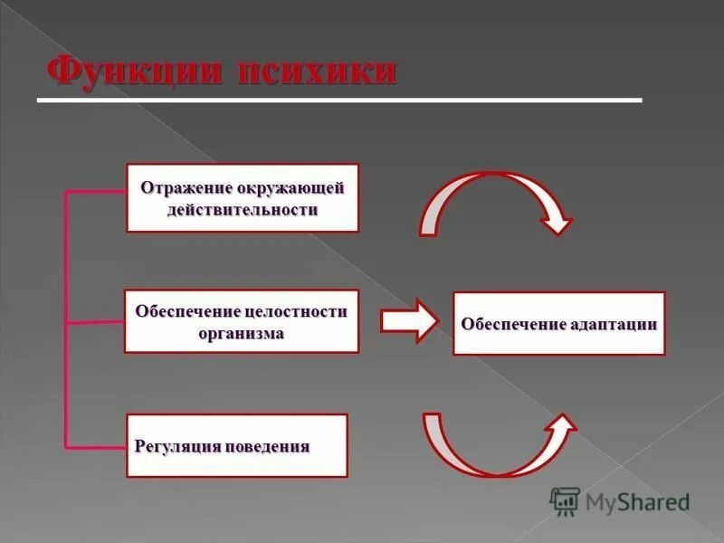 ведущая система обеспечения целостности организма