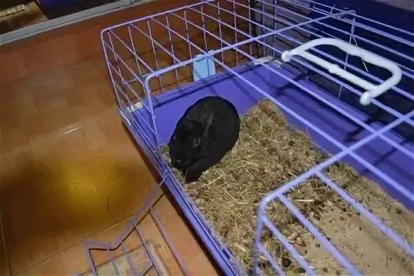 Можно давать кроликам красную свеклу. Можно давать кроликам красную свеклу