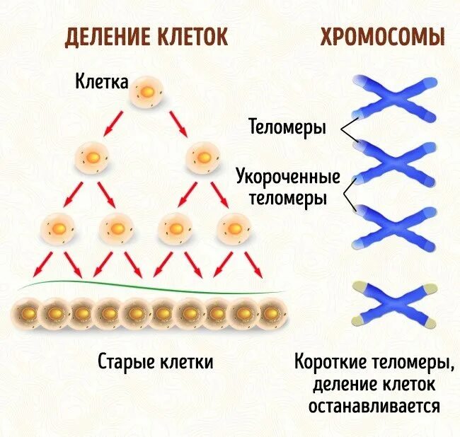 Хромосомы при делении клетки. Деление клетки человека. Хромосомное деление клеток. Скорость деления клетки