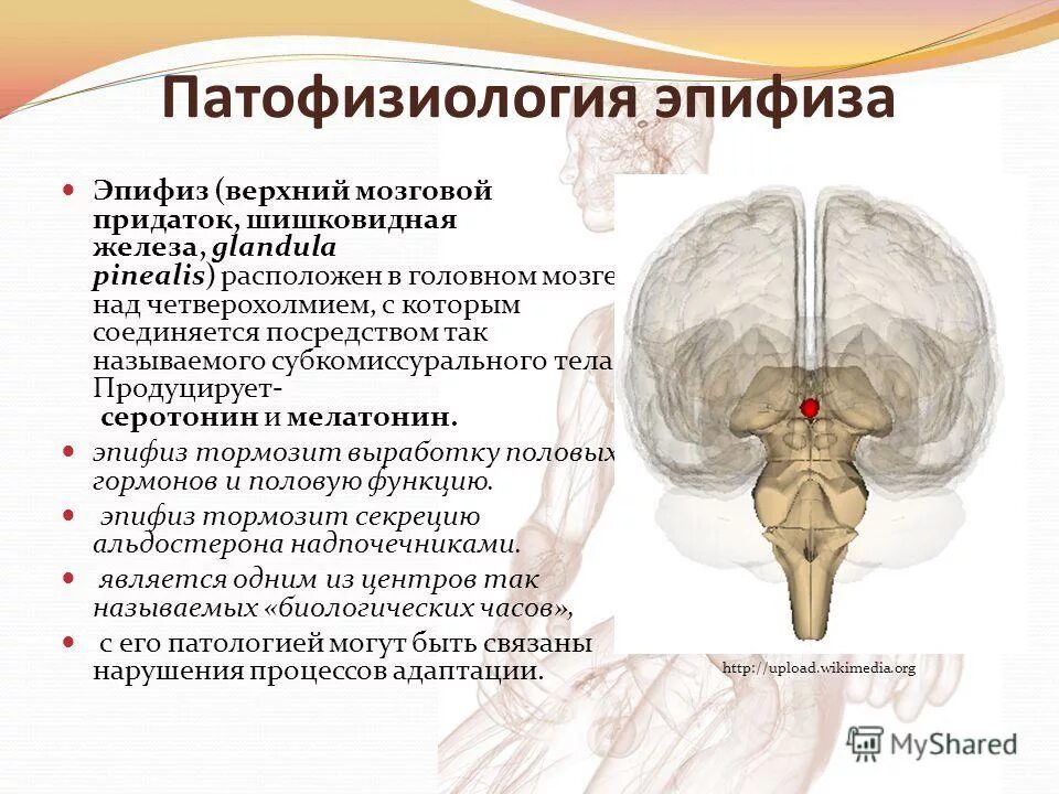 Пинеальная железа это. Эпифиз анатомия человека. Шишковидное тело анатомия. Строение головного мозга эпифиз. Шишковидная железа (шишковидное тело).