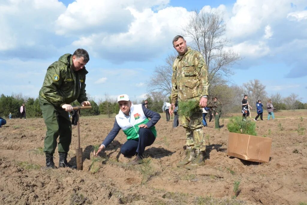 Лесничество. Посадки и леса Ростовской области. Природоохранные мероприятия Крыма. Сад памяти Каменский район.