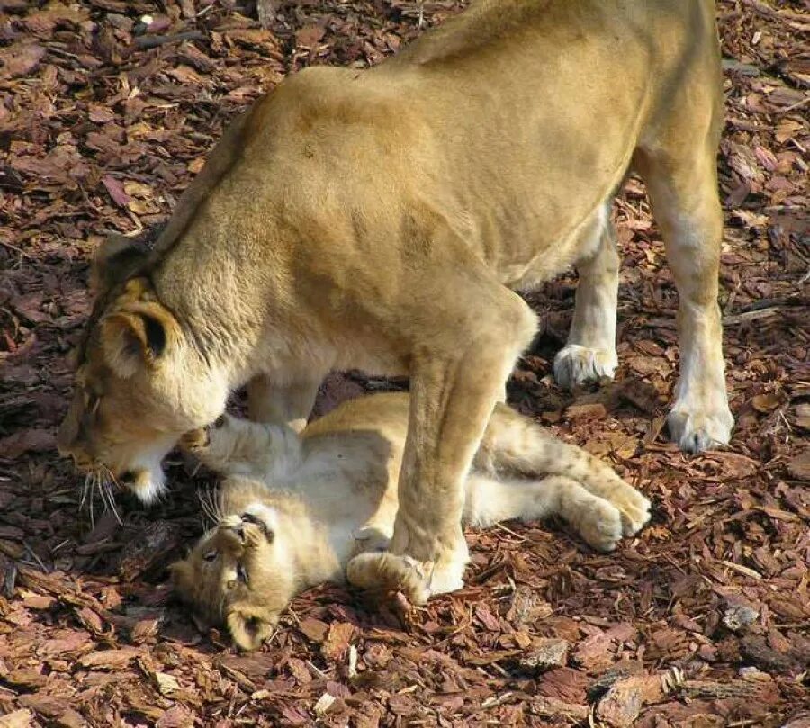 Pin by Becky Todd on Asiatic Lion Asiatic lion, Lion, Gir forest