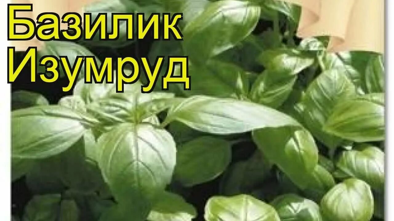 Базилик башня. Базилик ереванский изумруд. базилик широколистный зеленый. базилик овощной изумруд. базилик описание.