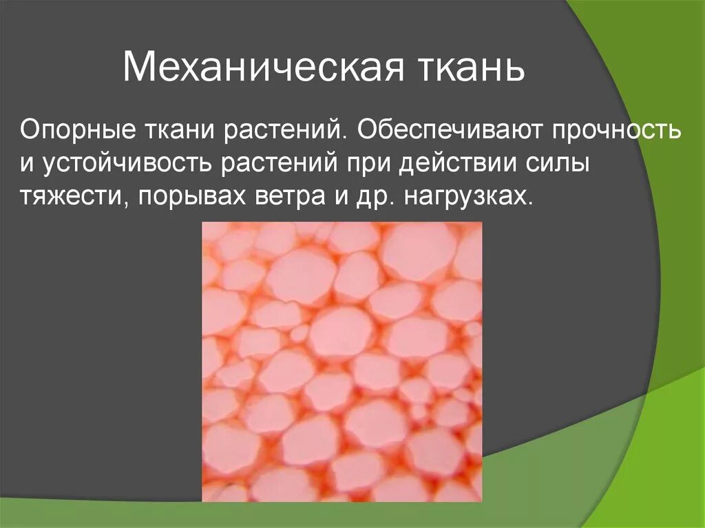 Значение механической ткани у растений. Механическая ткань. Механическая ткань растений. Элементы механической ткани. Ткани растений механическая ткань.