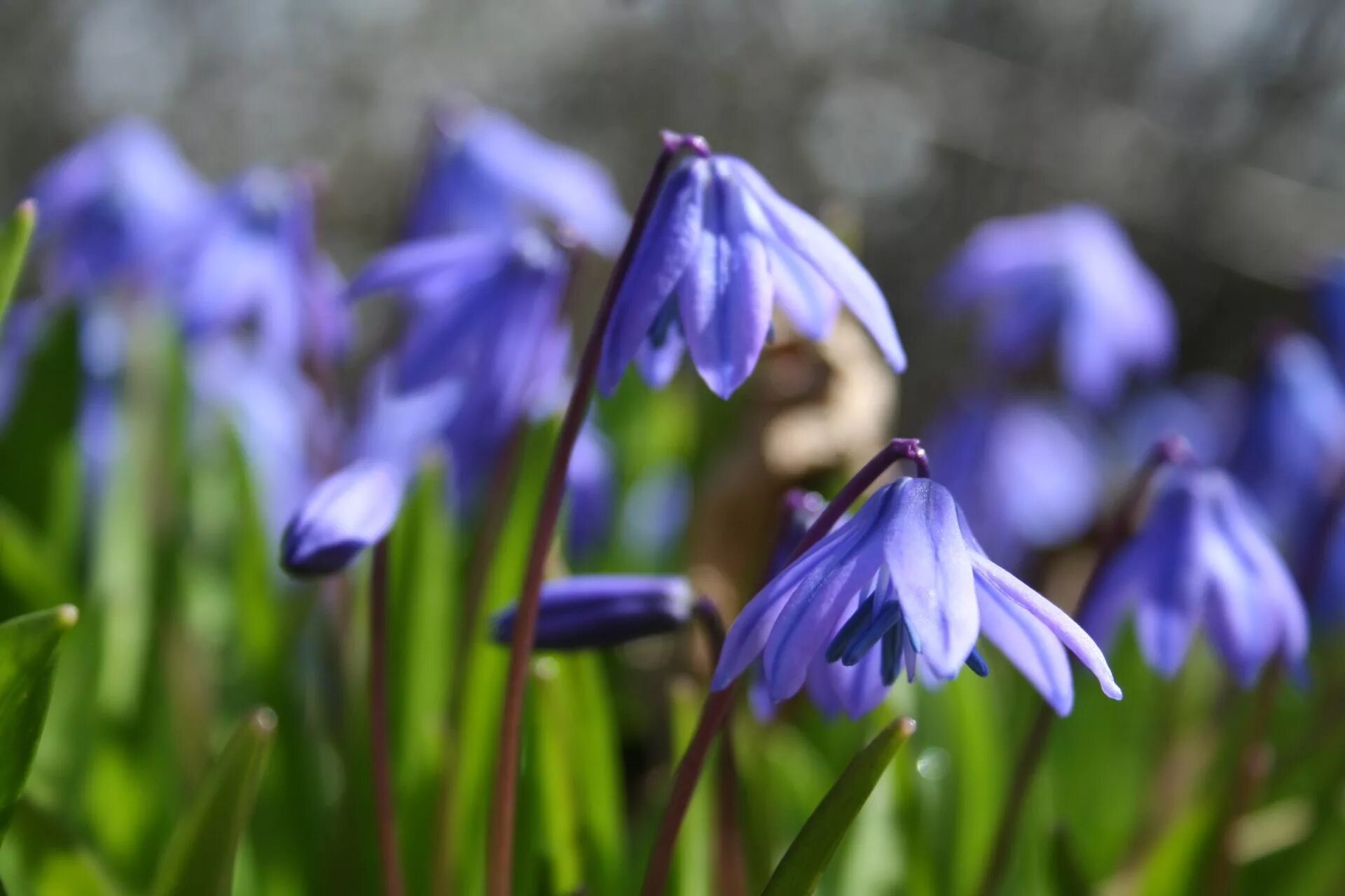 Пролеска сибирская. Пролеска Сибирская (Сцилла). Пролеска Сибирская (Scilla sibirica). Siberica Сцилла. Пролеска 'Siberica'.