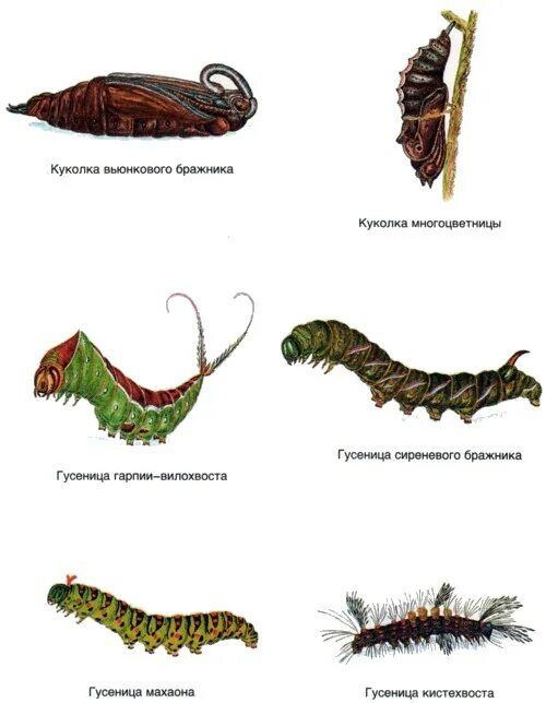Через сколько гусеница превращается в бабочку. Бражник вьюнковый куколка. махаон гусеница окукливание. бражник вьюнковый гусеница. куколка гусеницы.