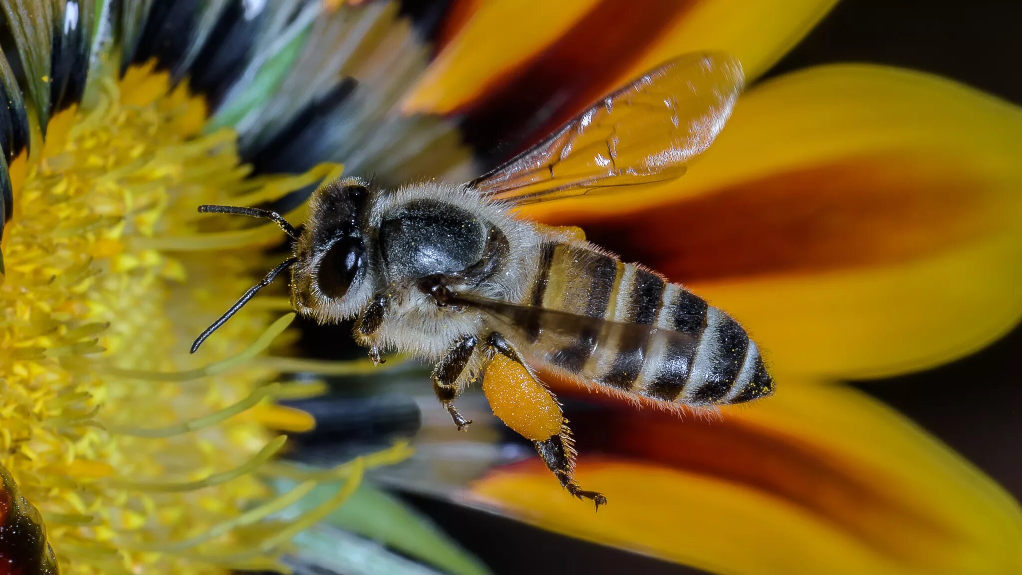 Осмия пчела. Шмель пчела Оса Шершень. Полосатая пчела. Пчела на цветке. Пчела питается пыльцой