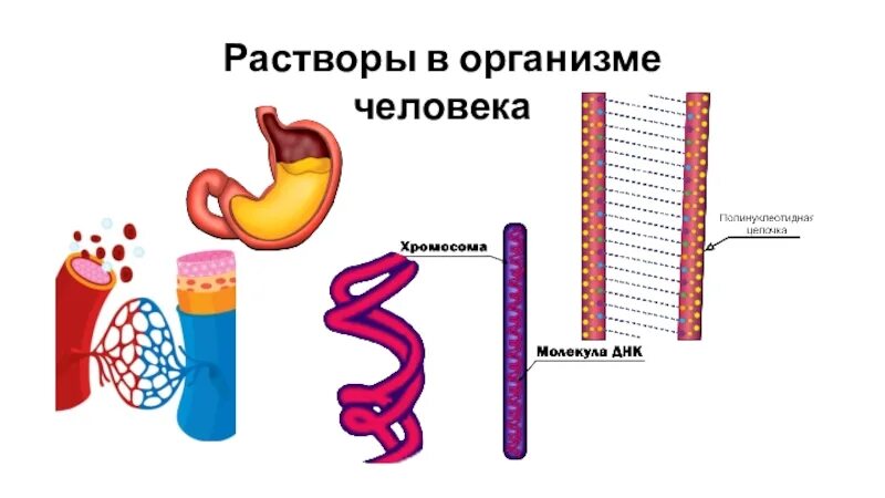 Растворы в человеке