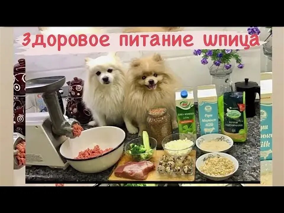 Какой корм можно шпицу. Персиковый шпиц немецкий. Роял канин для шпица 8 месяцев. Полезная еда для шпица. Чау чау и шпиц.