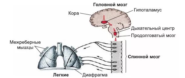 Дыхательные движения регуляция дыхания схема. Регуляция дыхательного центра схема. Рефлекторная регуляция дыхания. Регуляция дыхательного центра физиология.