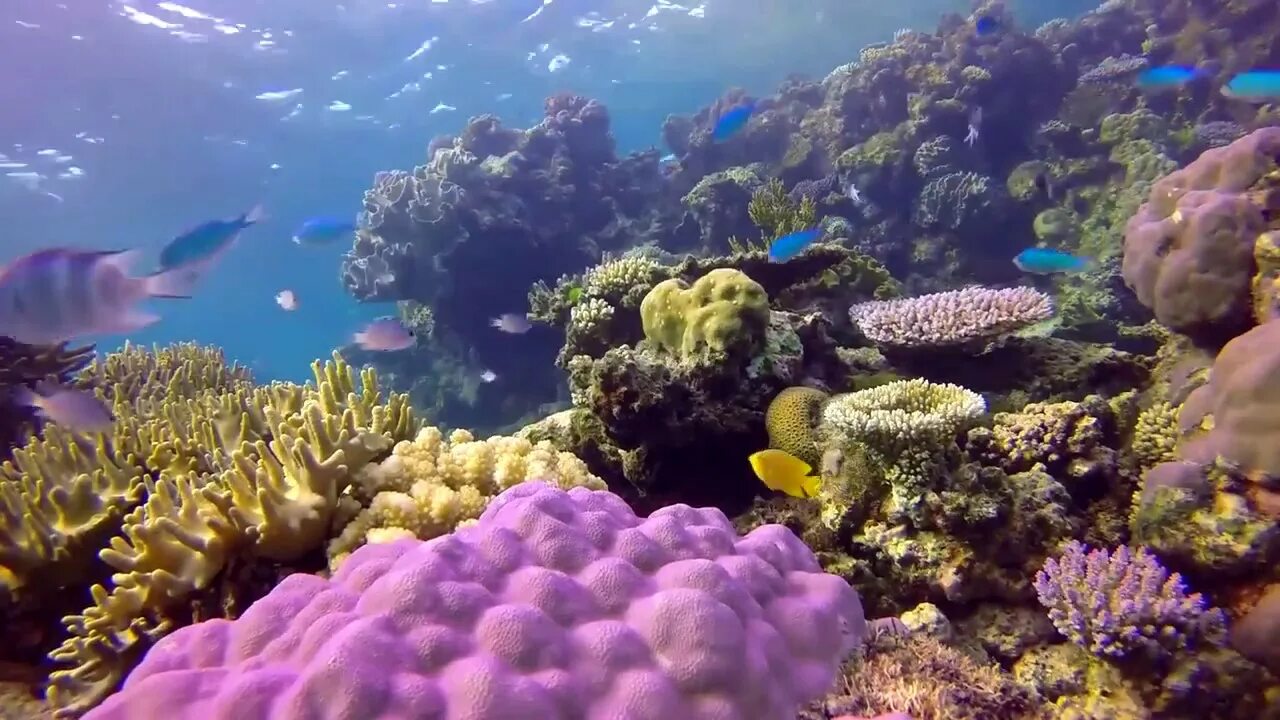 Амазонский коралловый риф. Coral reefs are large underwater structures composed. Физическая океанография. Мезоамериканский риф гондурас. Coral reefs are large underwater structures composed.