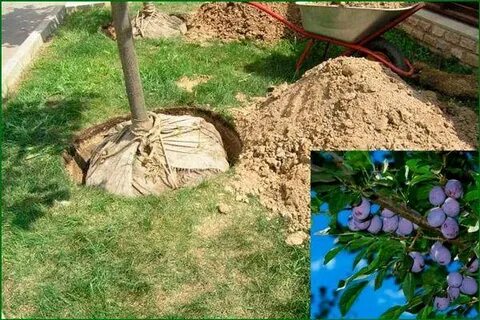В какое время можно пересаживать деревья