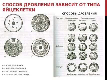 Типы дробления яйцеклеток