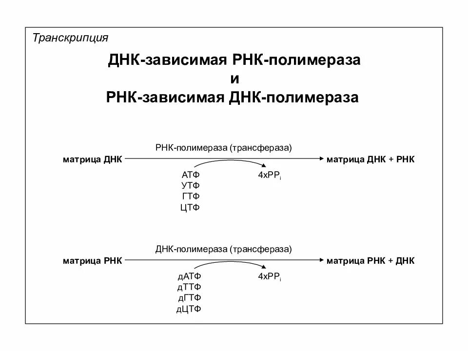 Концы транскрибируемая днк. Транскрипция ДНК И РНК. Транскрипция РНК полимераза. РНК-зависимая ДНК-полимераза транскрипция. Типы РНК. Транскрипция.