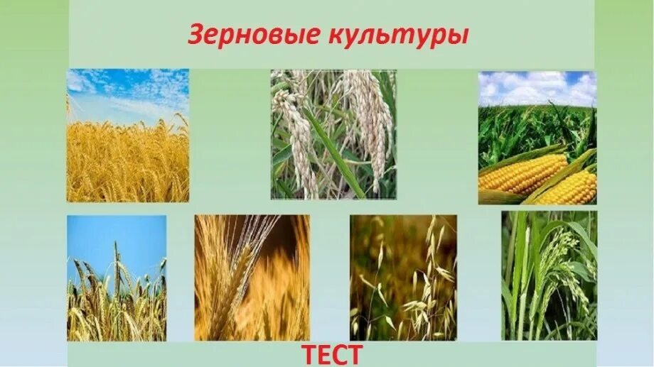 Рожь пшеница овес гречиха. Злаки мятликовые представители. Рожь. Злаки культурные растения. Овес пшеница просо ячмень кукуруза.
