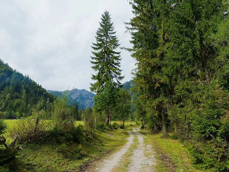 В лесах в горах содержание. Лес Тлайлух. Фото еловый лес летом. Лес Тлайлух весной. Горы лес дом пазд 20000.