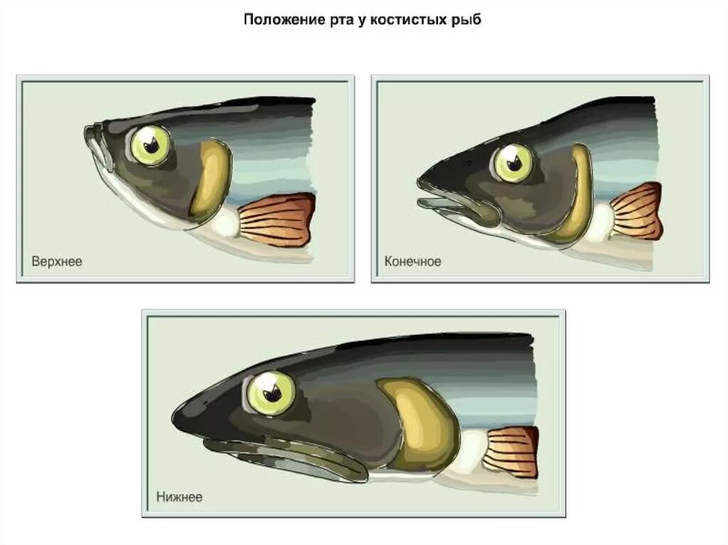 Положение рта у костных рыб. Расположение рта у рыб. Конечный рот рыбы. Типы рта у рыб. Орган слуха у рыб ухо