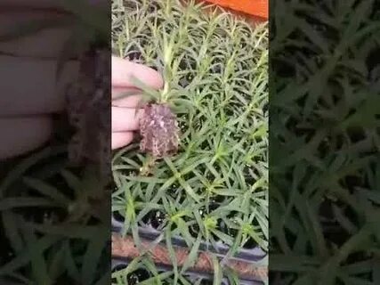 Укорененные черенки гвоздики