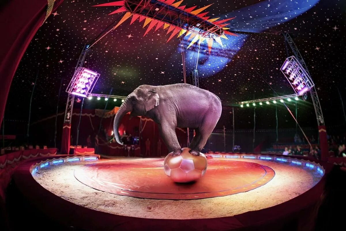 Покажи картинки удивительного цифрового цирка