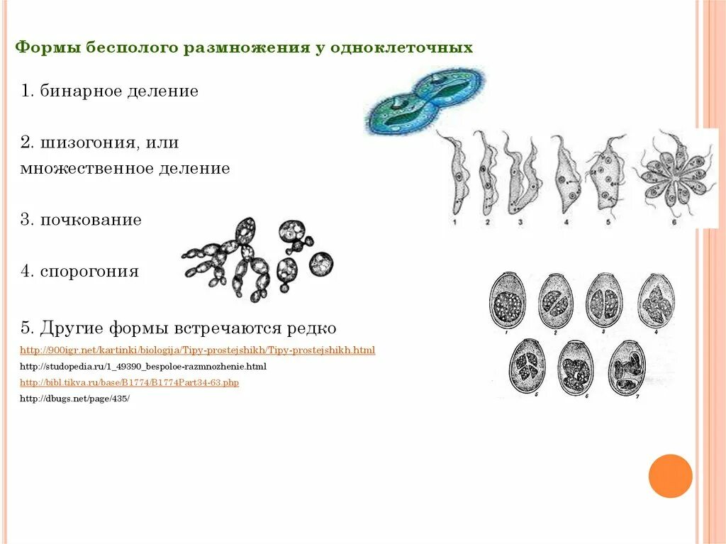 Типы размножения организмов бесполое размножение. Бесполое размножение деление клетки. Бесполое и половое размножение одноклеточных. Формы размножения у одноклеточных. Способы бесполого размножения шизогония примеры.