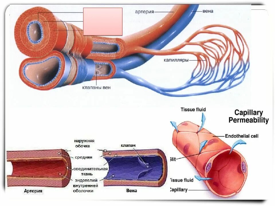 Строение вены рисунок. Строение кровеносных сосудов Вена. Строение кровеносных сосудов артерии а вены б. Сосуды артерии вены капилляры строение. Строение артерии вены и капилляры.
