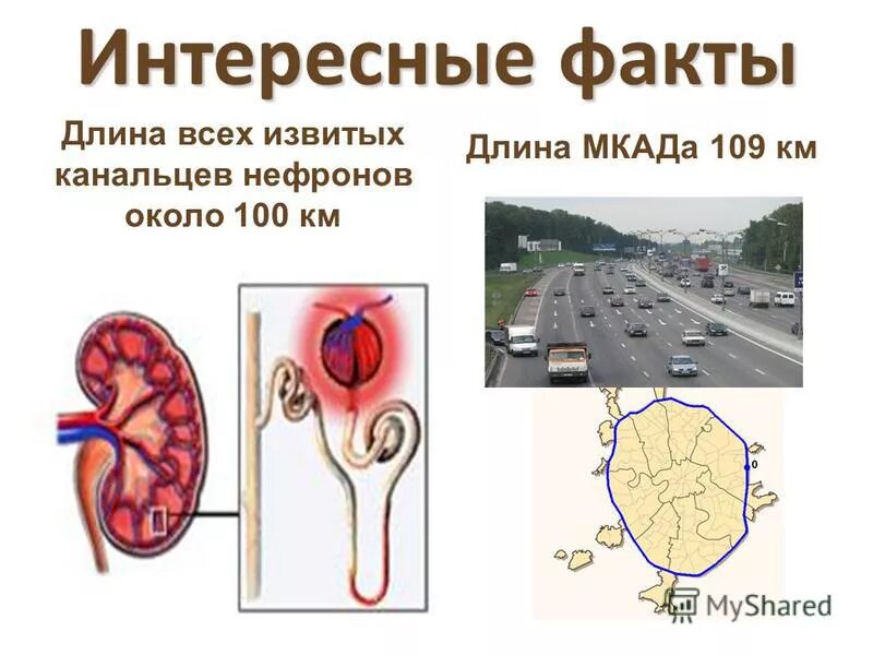 Факты о выделительной системе. Строение мочевыделительной системы. Интересные факты о мочевыделительной системе. Интересные факты о выделительной системе человека. Мочевыделительная система презентация 9 класс