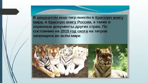 Виды тигров в красной книге