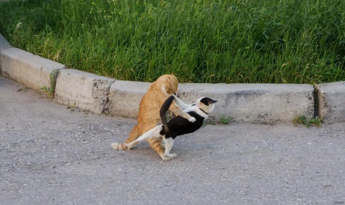 Вальсирующий кот. Коты танцуют вальс. танго юмор. коты танцуют танго.