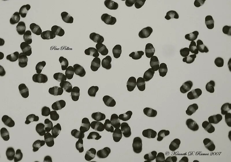 семена пыльцы. семена пыльцы. пыльца ветроопыляемых растений. микрофотография пыльцы покрытосеменных. пыльца цветочная обножка.