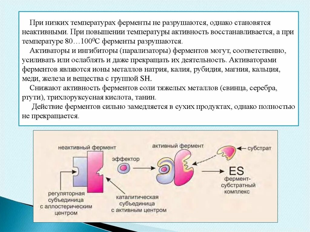 Активность ферментов активаторы и ингибиторы ферментов. Активность ферментов при повышении температуры. Влияние температуры на ферменты. Ферменты разрушаются при температуре.