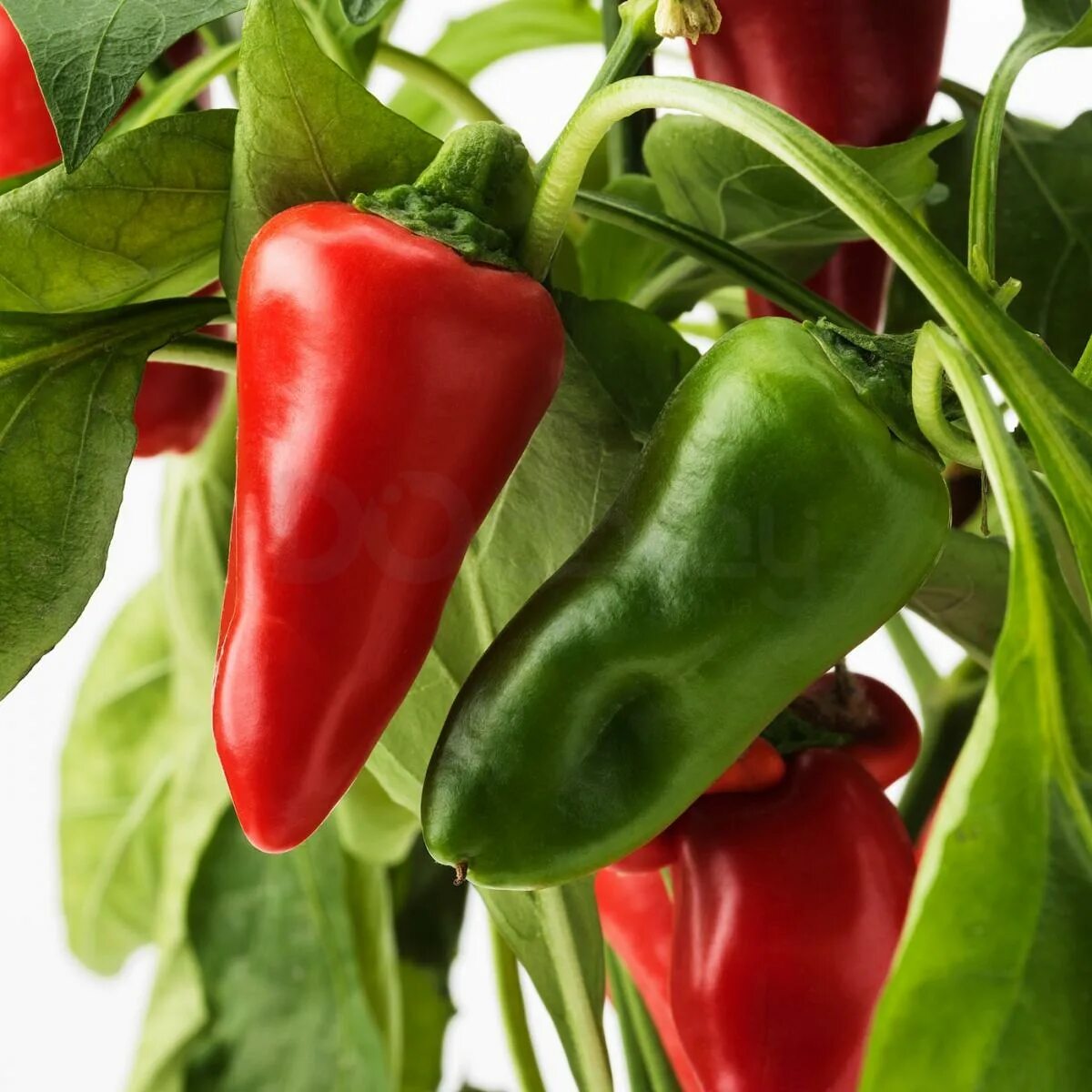 Capsicum. Capsicum annuum. перец capsicum annuum. capsicum annuum плод. capsicum annum растение.
