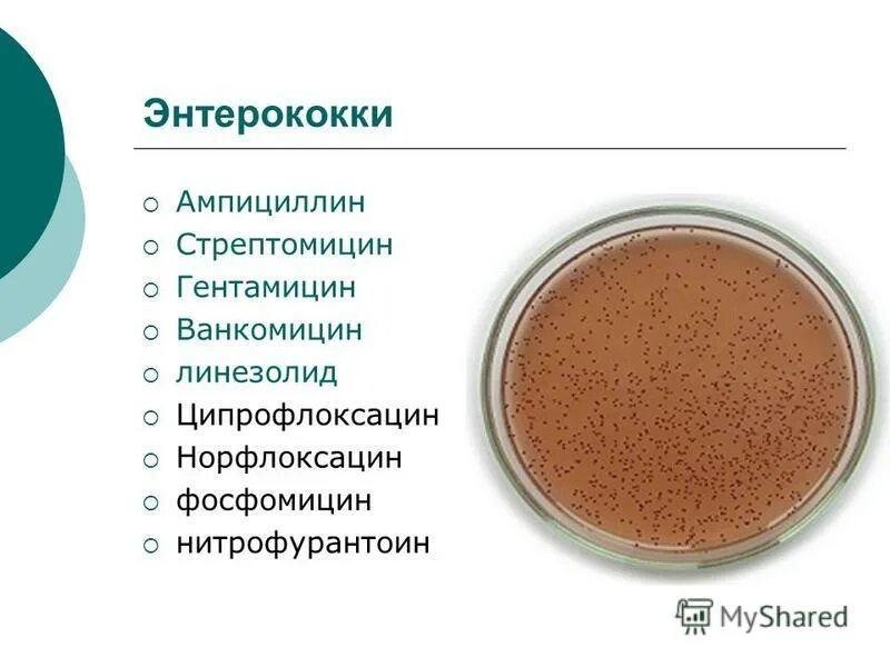 Enterococcus faecalis чувствительность к антибиотикам. Enterococcus faecalis микробиология. Энтерококки микробиология диагностика. Энтерококки микроскопия. Энтерококки вызывают заболевания.