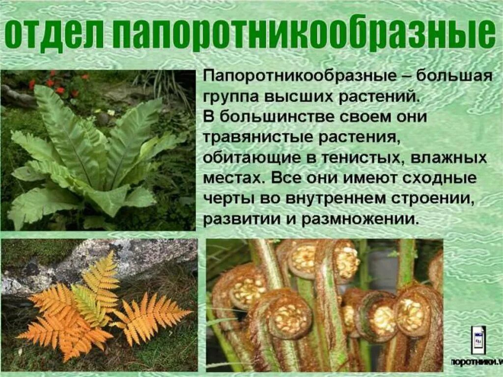 Папоротники конспект. Папоротники 6 класс биология. папоротники хвощи плауны 6 класс. папоротникообразные 6 класс биология. папоротники презентация.