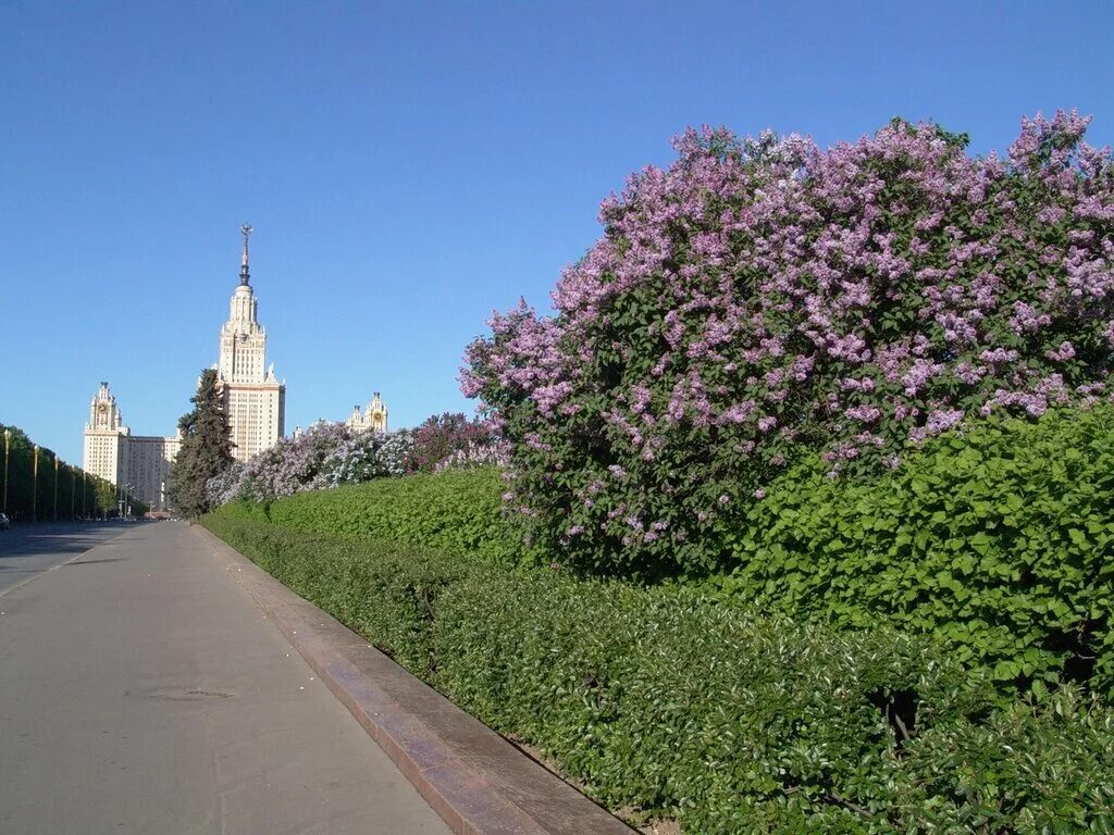 Площадь сирени. МГУ Ботанический сад на Воробьевых горах Сакура. Парк сирени МГУ. Москва цветение МГУ. Аллея МГУ сирень.