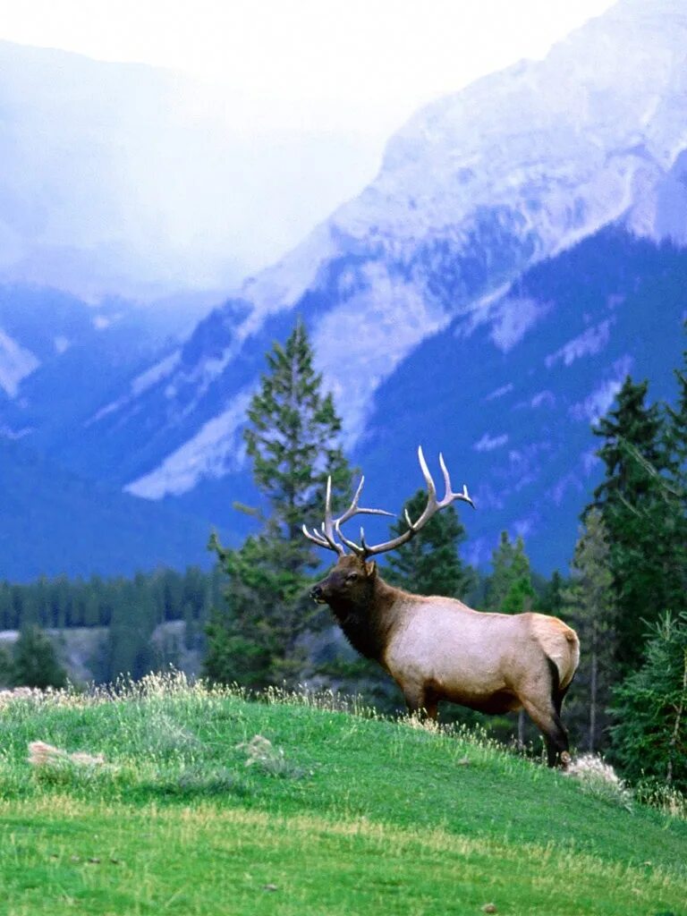 Http 1024. Природа горного Алтая Марал. Elk сдадо. Mega Elk.