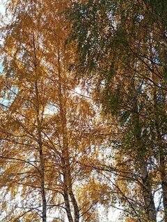 Ранняя погожая осень