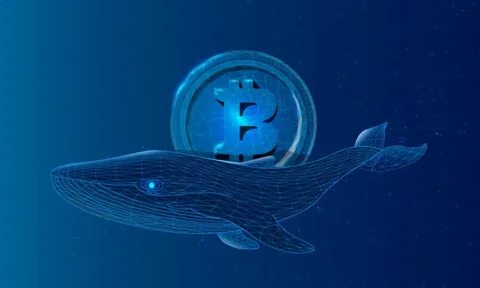 Crypto whale