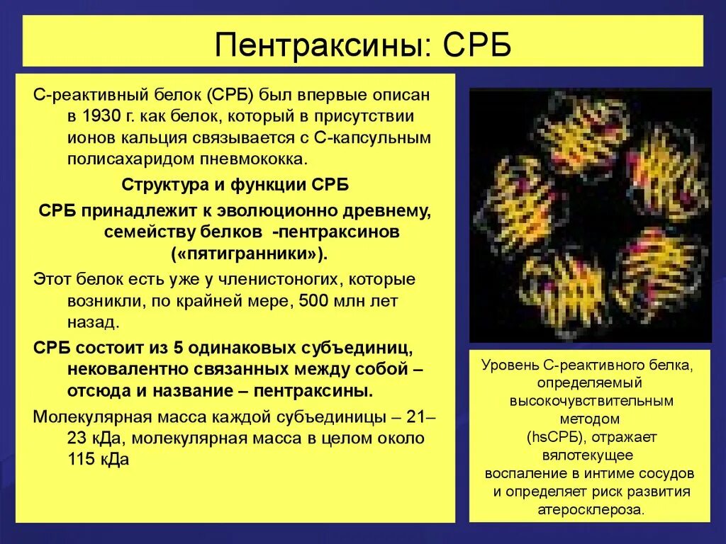 Что покажет срб в крови. Белок острой фазы с-реактивный белок 3,11. С-реактивный белок функции иммунология. Функции с реактивного белка иммунология. Реактивные белки.