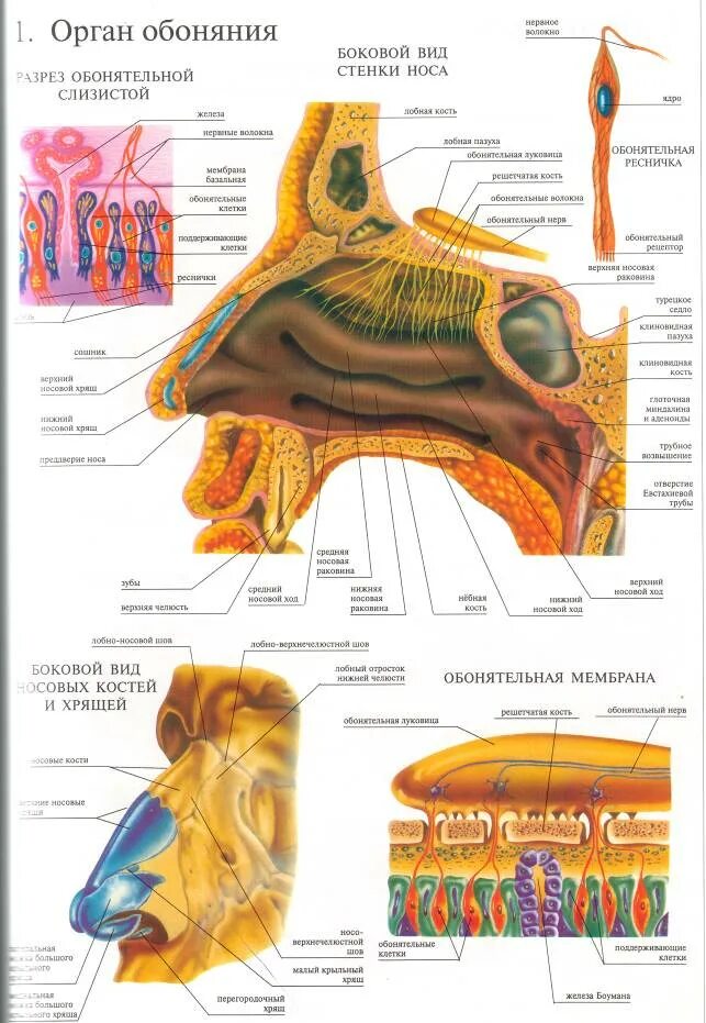 Чувствительность органа обоняния. Орган обоняния анатомия строение. Орган обоняния нос строение. Схема строения органа обоняния. Строение органа обоняния рисунок.