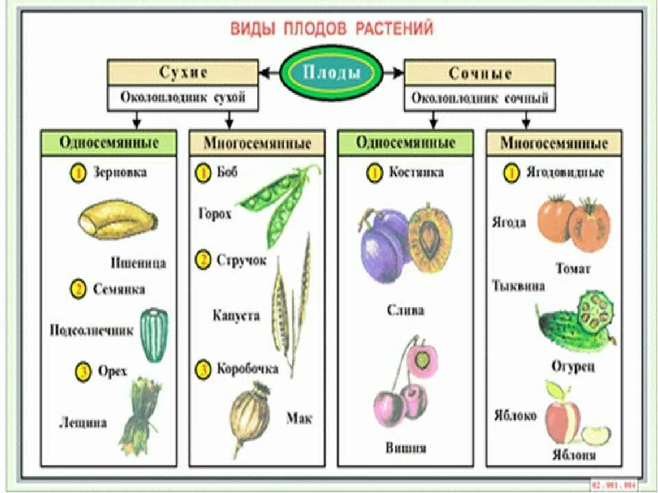 Плоды растений таблица ботаника. Плод (типы плодов биология 6 класс. Классификация плодов растений ботаника. Тип плода схема. Какие типы плодов изображены на рисунке