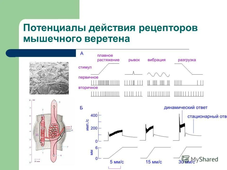 напряжение рецепторов. напряжение рецепторов. Nmda рецепторы иммунология. напряжение рецепторов. интрафузальное мышечное волокно физиология.