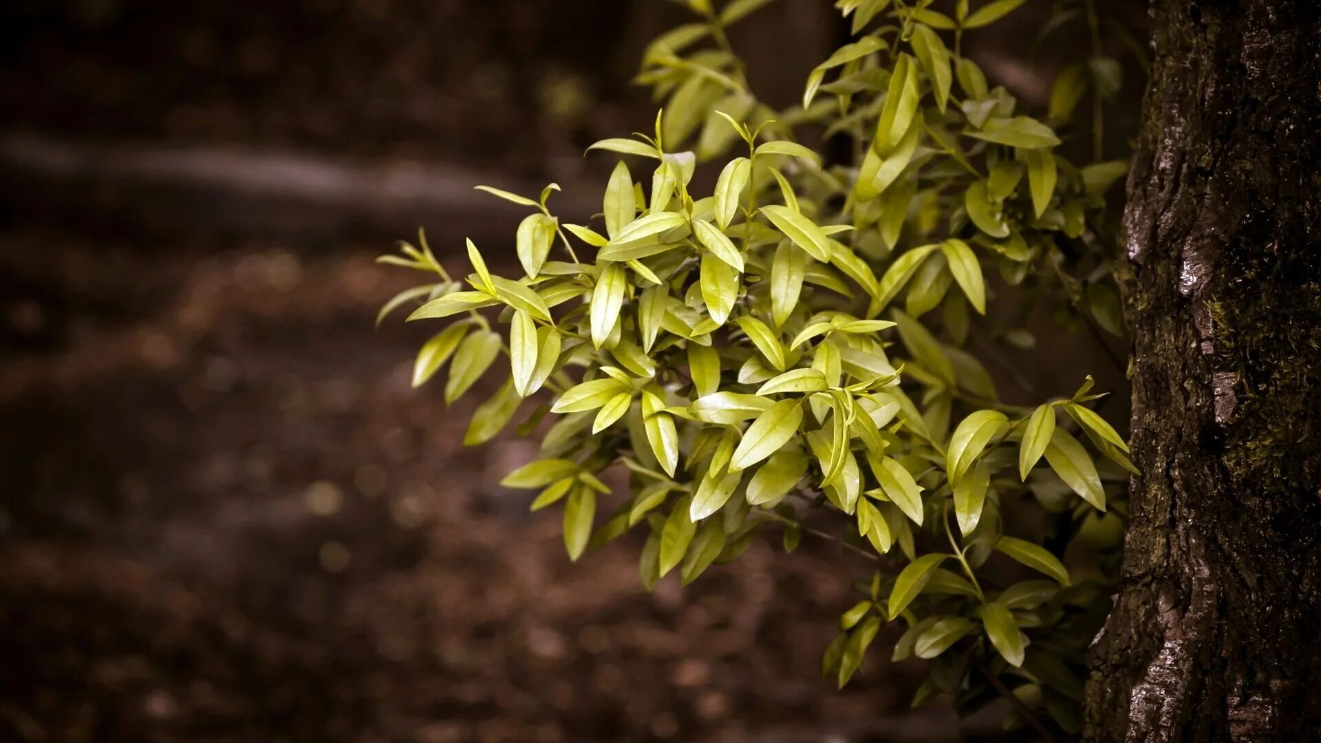 Bush leaves. Зеленый перелистник. Лист куста. Темно зеленые листья. Темно зеленый кустарник.