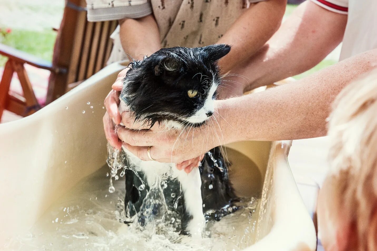 Купание кошки. Мытье кошки. Кошка моется. Кот купается в ванной. Cat washing