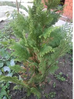 Кипарис пожелтел что делать