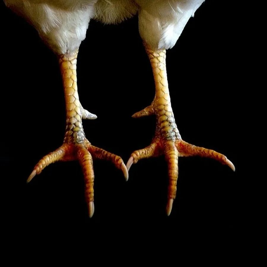 Фавероль лапы. Сколько пальцев у курицы. Сколько пальцев у курицы. Сколько пальцев у курицы. Сколько пальцев у курицы.