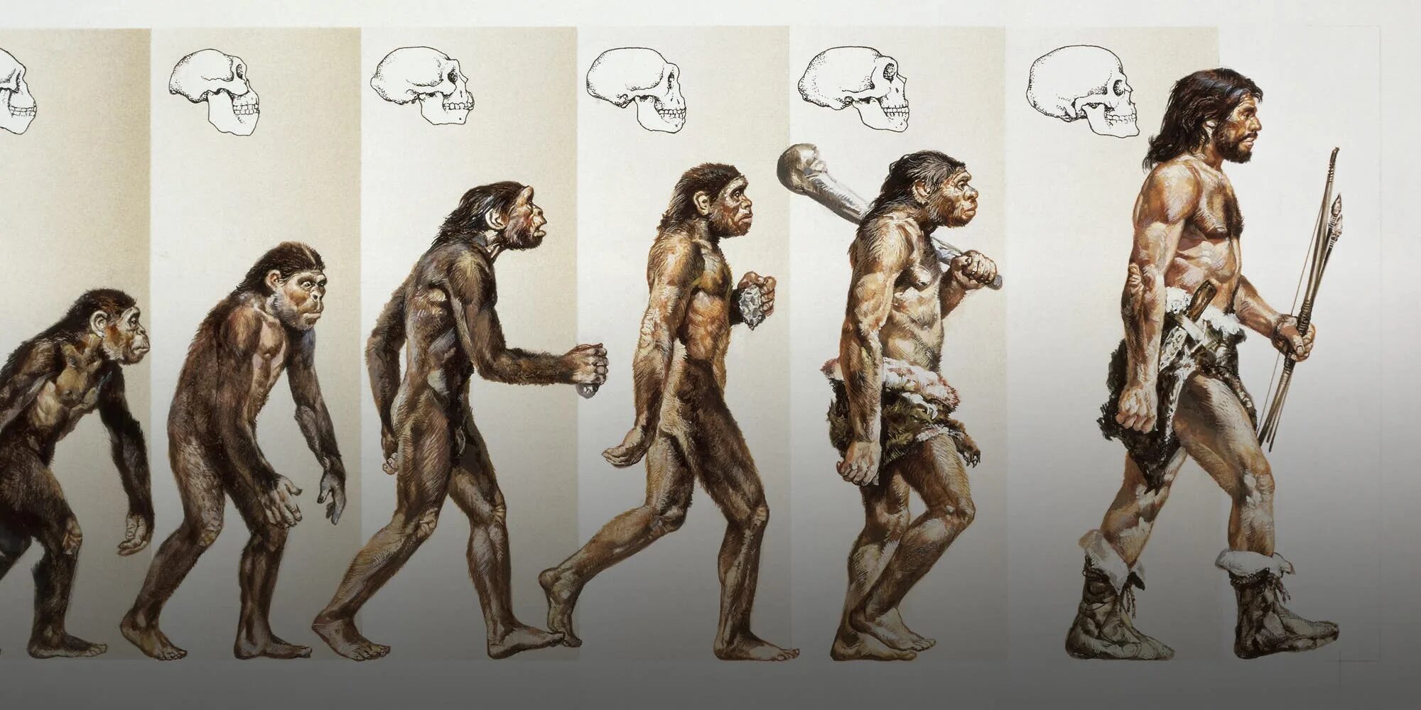 Далекими предками человека были. Эволюция человека хомо сапиенс. Эволюция современного человека. Процесс эволюции человека. Человек Эволюция и антропология.
