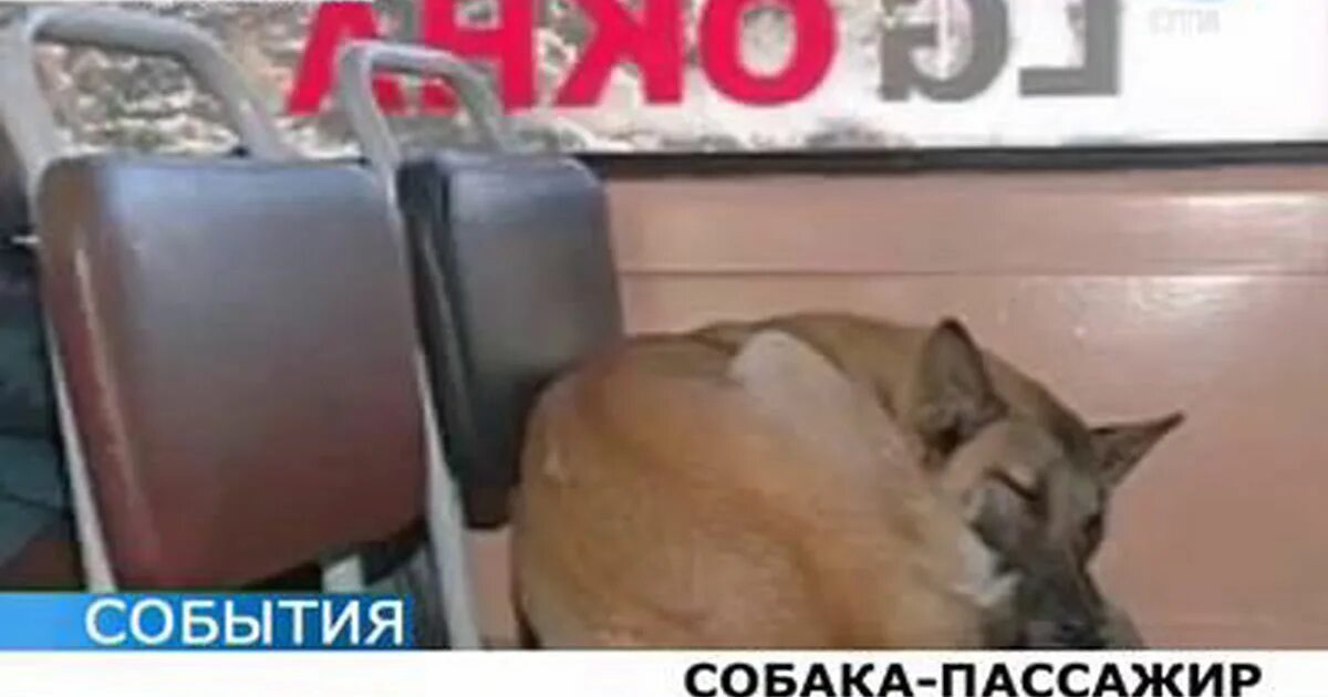 Собака ездила на автобусе. Собака ездит на трамвае. собака пассажир в трамвае. бездомная дворняга ездит в трамвае. бездомная собака ездит в трамвае в столовую.